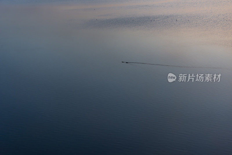 野鸭在波莫里盐湖游泳