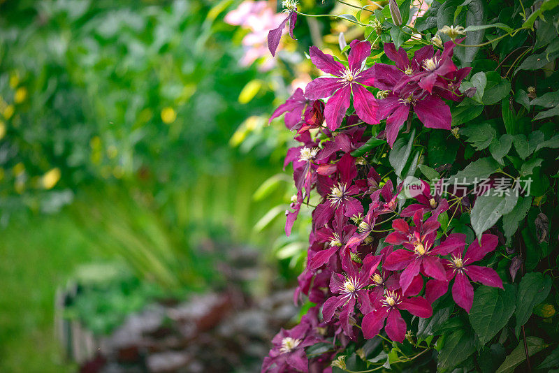 美丽的观赏花园(铁线莲)