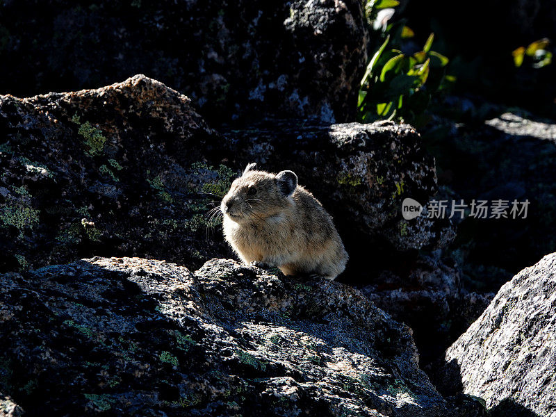 岩石中的鼠兔特写