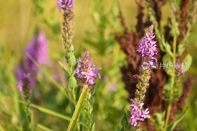 特写的紫色松茸花与模糊的植物背景