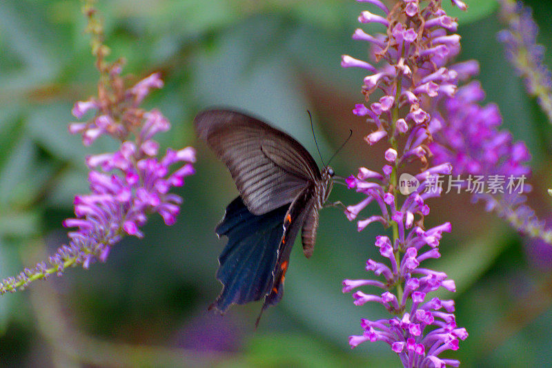 日本蝴蝶丛和亚洲燕尾蝶