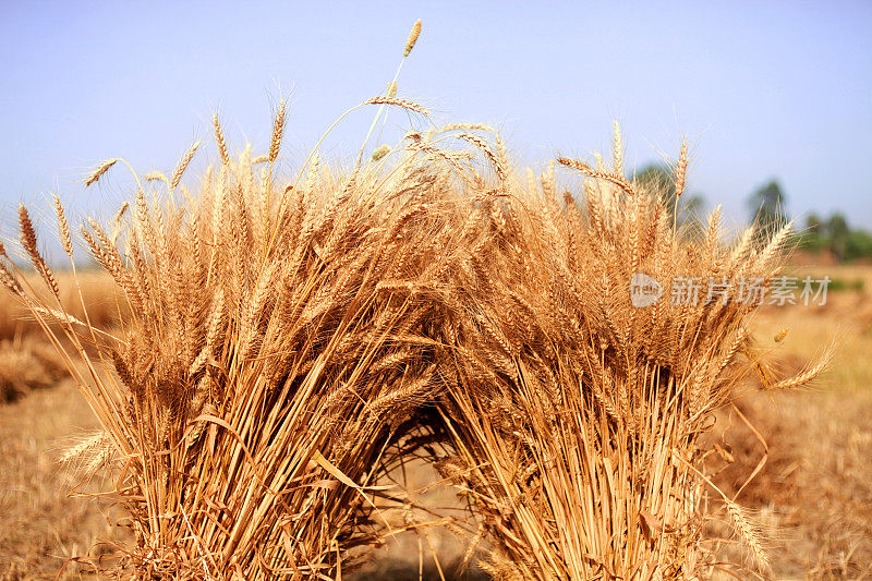 小麦在夏季收得很紧