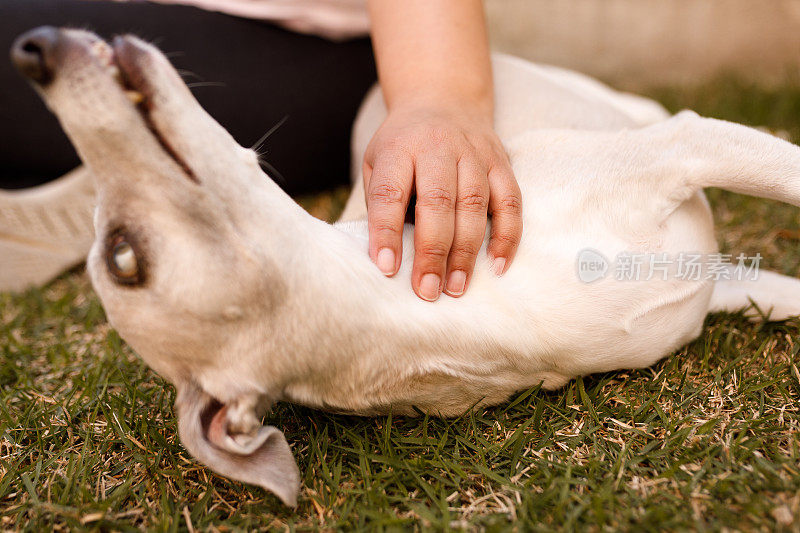 年轻女子的手抚摸着一只狗