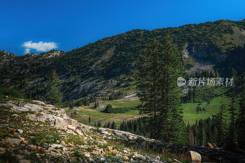 犹他州山,松柏。