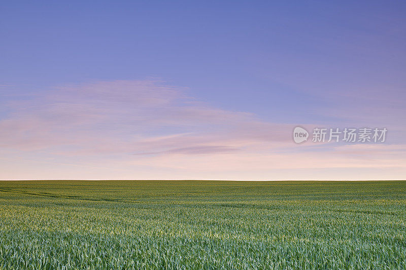 农田――绿色的玉米地和蓝色的日落天空。有用的背景