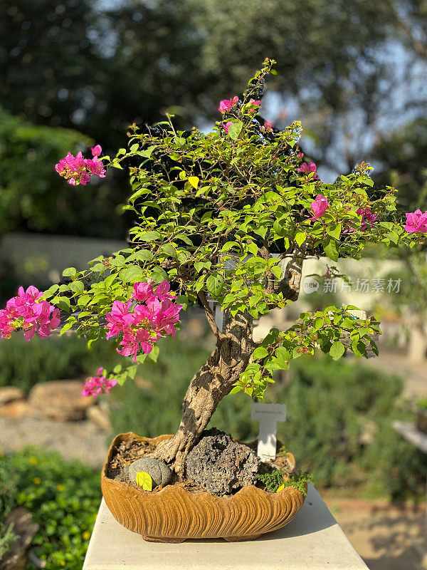 粉红色开花的三角梅盆景树的特写图像被展示在院子里的混凝土基座上，庭院已经被改造成新德里Lodhi公共花园的日式花园，重点是前景