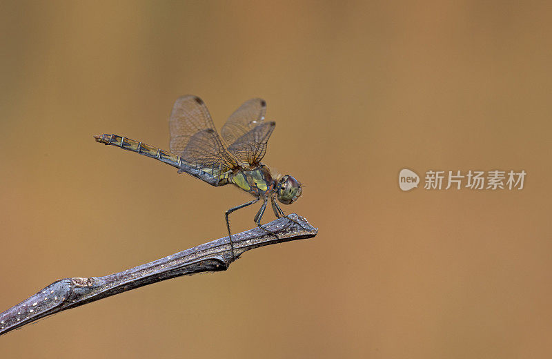 飞镖蜻蜓(黄纹蜻蜓)