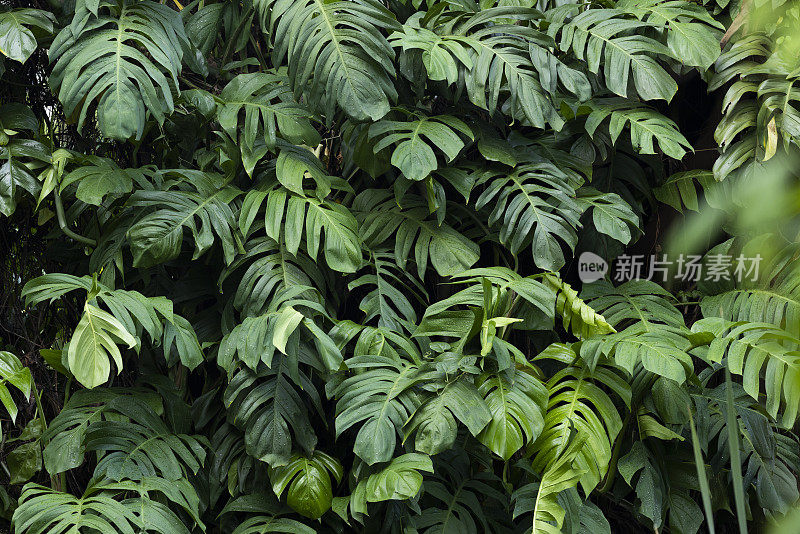 松属植物生长在热带雨林中