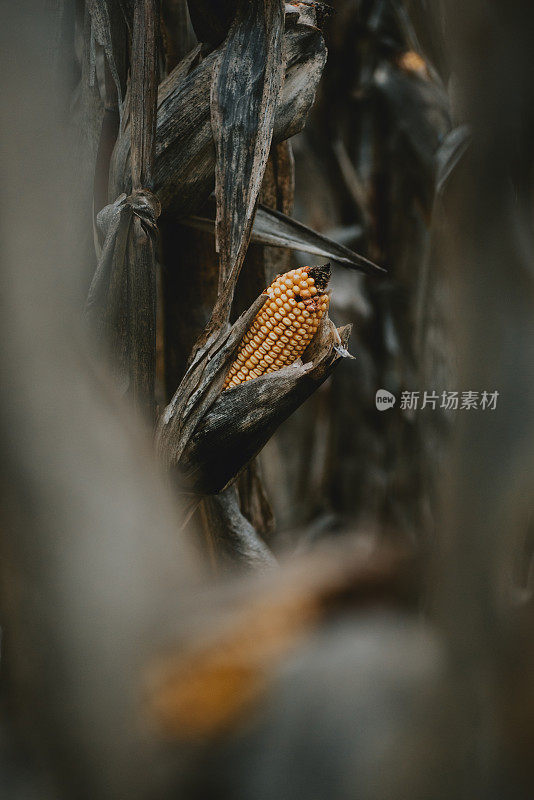 种植园里的干玉米芯