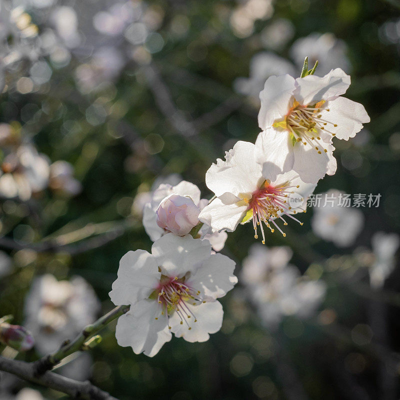 阳光明媚的塞萨洛尼基的白杏仁花