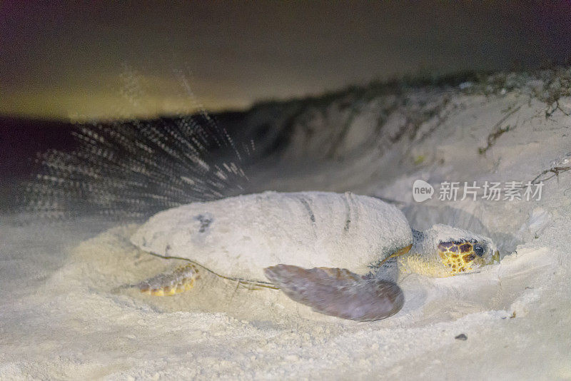 海龟在海里游泳的特写镜头