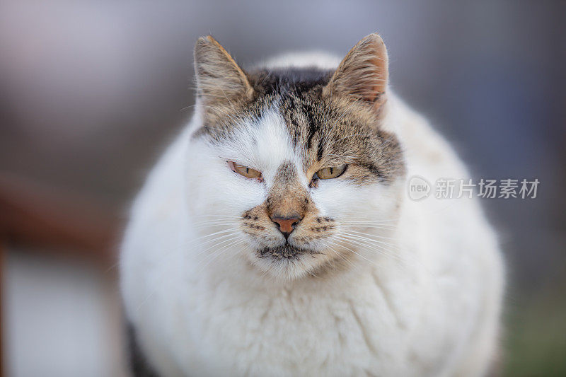 愤怒的流浪猫正看着相机。