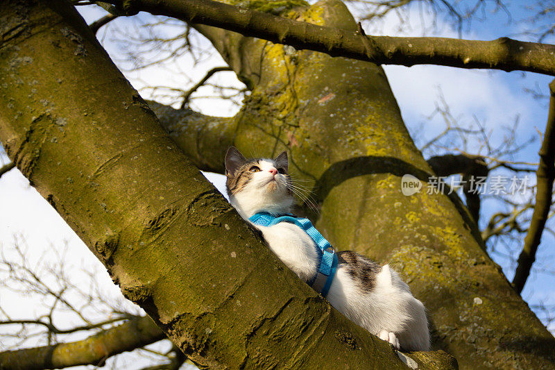 猫在树上。冒险猫坐在高高的树枝上，和她的主人一起散步，戴着安全带，但仍然设法做她自己的事情，也会惹麻烦。