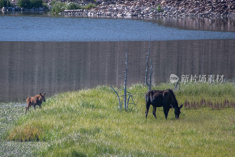 北美科罗拉多州北部的高山荒野，母鹿和幼鹿在湖水中上岸
