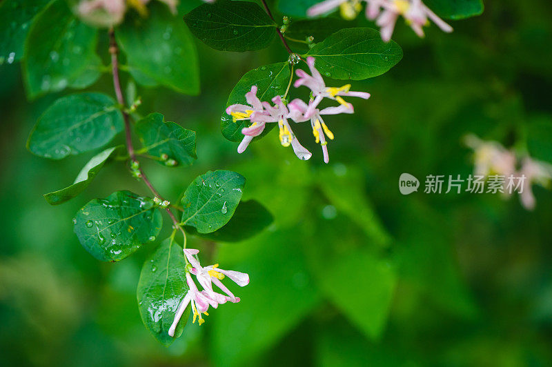 花上的水滴