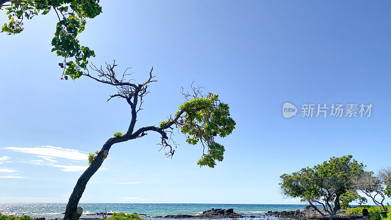 夏威夷海岸旁的树木——怀科洛亚海滩