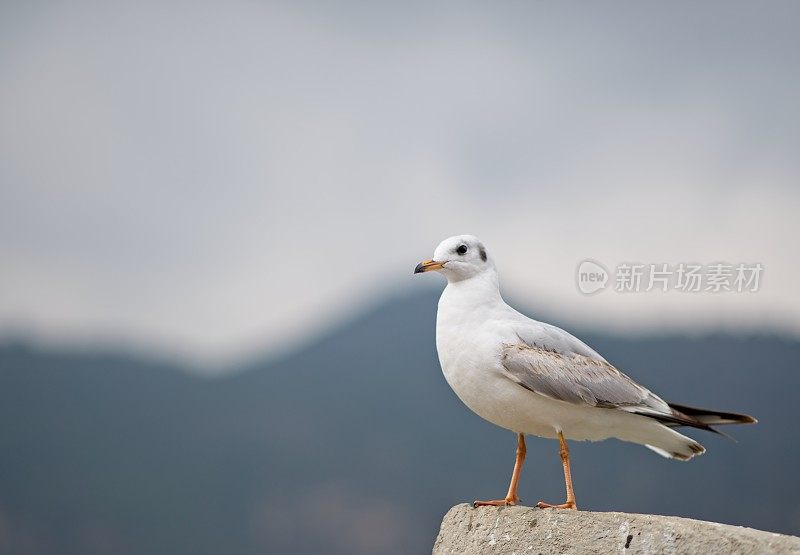 年轻的黑头海鸥