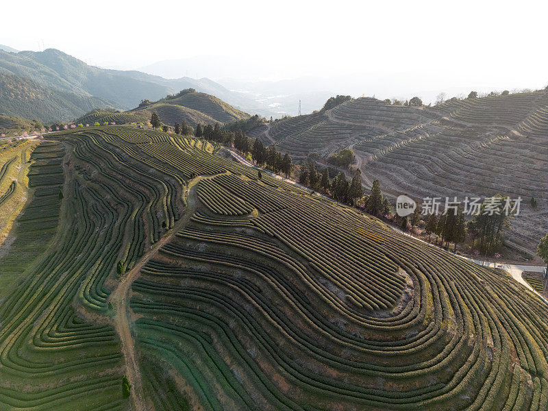 阳光明媚的茶园