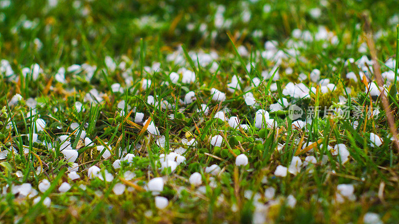 草地上有冰雹