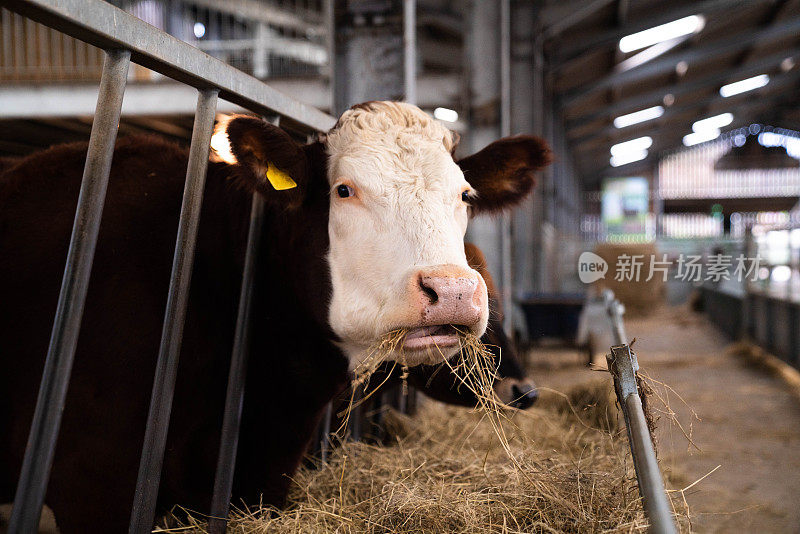 近距离的英国肉牛在免费饲料摊位在一排