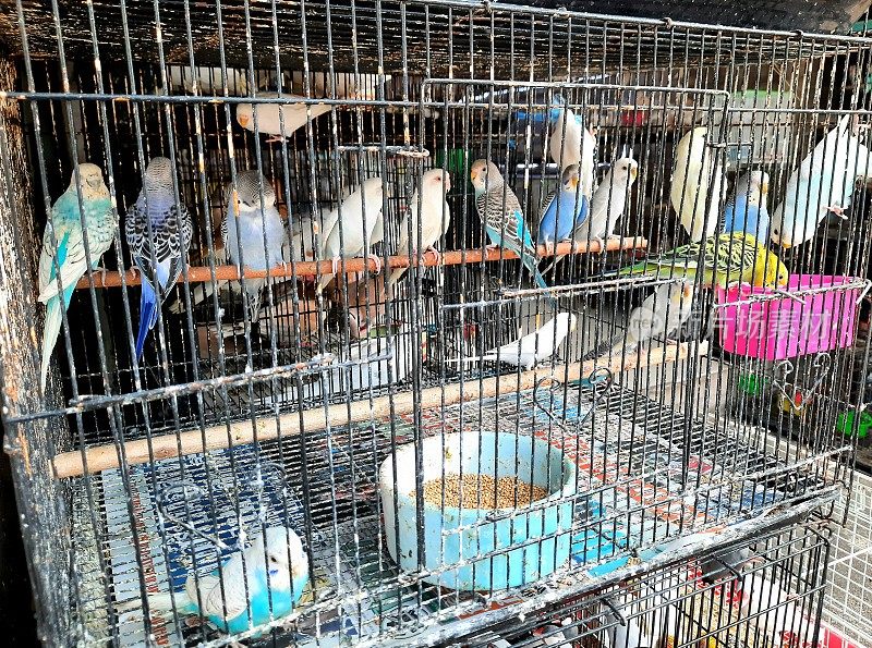 卖宠物鸟-曼谷宠物市场。