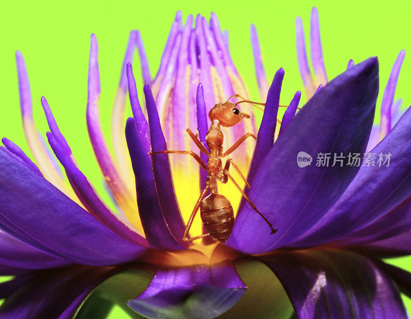 蚂蚁攀爬睡莲的花瓣和花粉的绿色背景。