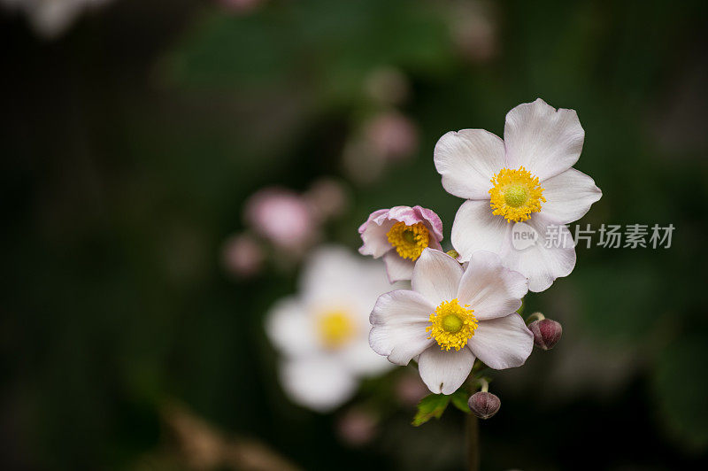 白花花园背景