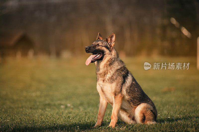 一只漂亮的德国牧羊犬坐在草地上，张着嘴，伸出舌头