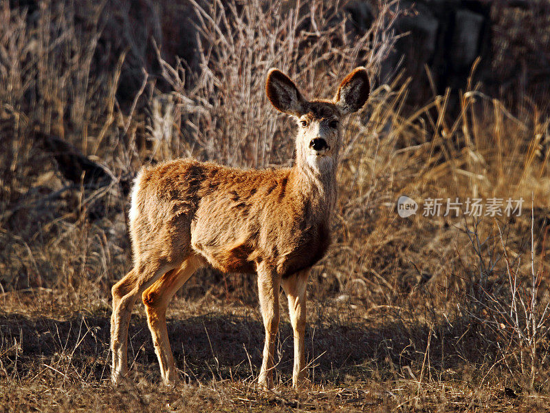 黑尾鹿