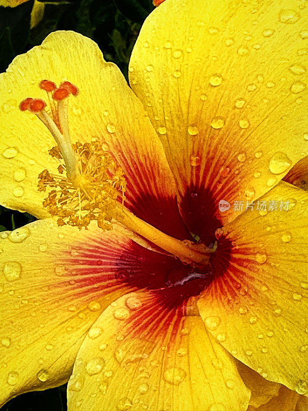 雨后热带黄色和红色芙蓉花的特写