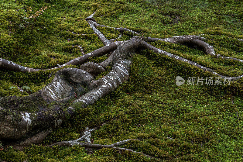 苔藓树根