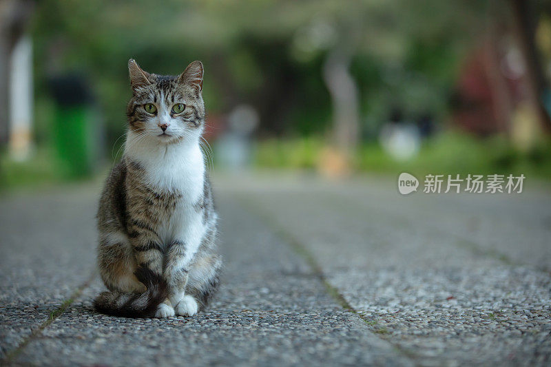 多色的流浪猫站在街中央。