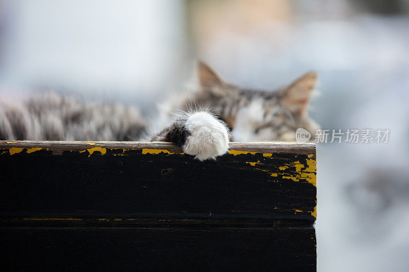 一只流浪猫睡在街上。