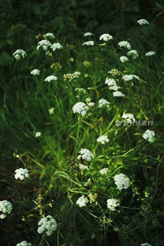 安妮女王花边，散景