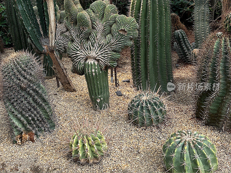 一组刺仙人掌植物品种在砾石中生长的特写图像，砾石仙人掌花园床，高架视图，重点在前景