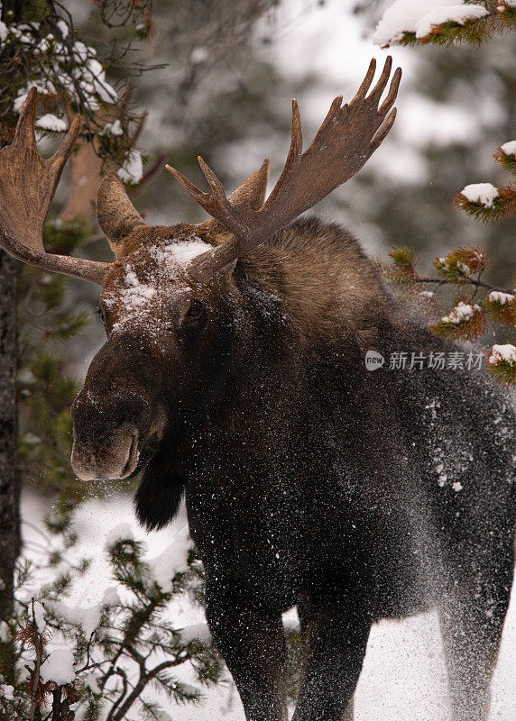 冬天，蒙大拿松林茂密的树林里，公驼鹿在厚厚的积雪中行走。他的桨几乎碰到了周围的树枝。雪落下来，落在他的鼻子上。