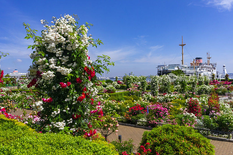 日本横滨市神奈川县山下公园的玫瑰园和日川丸