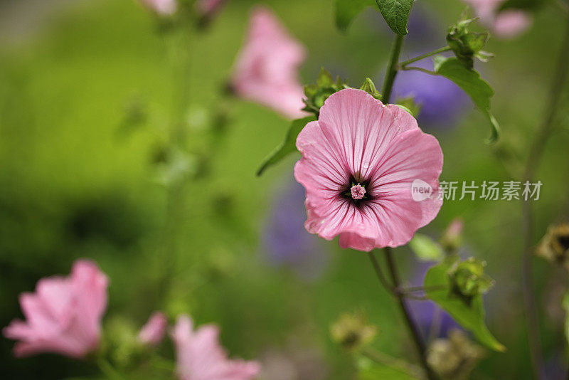 玫瑰花，或玫瑰锦葵，在夏天开花