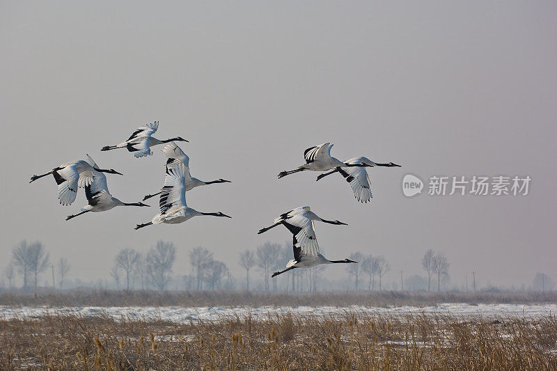 中国黑龙江省松花江平原附近的丹顶鹤或满洲鹤。濒临灭绝的物种。飞行。鹤形目。