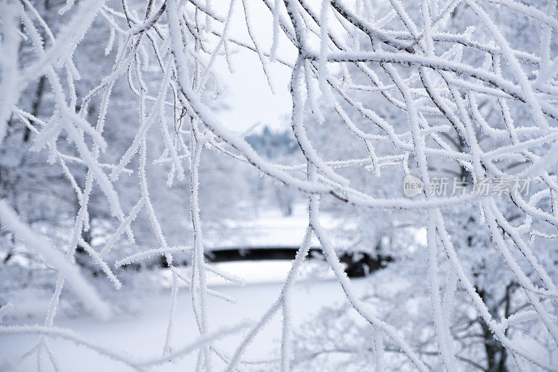 冬天的风景。在城市公园的湖面上，被冰雪覆盖的树枝和一座木制人行桥。拉赫蒂寒冷的冬日。