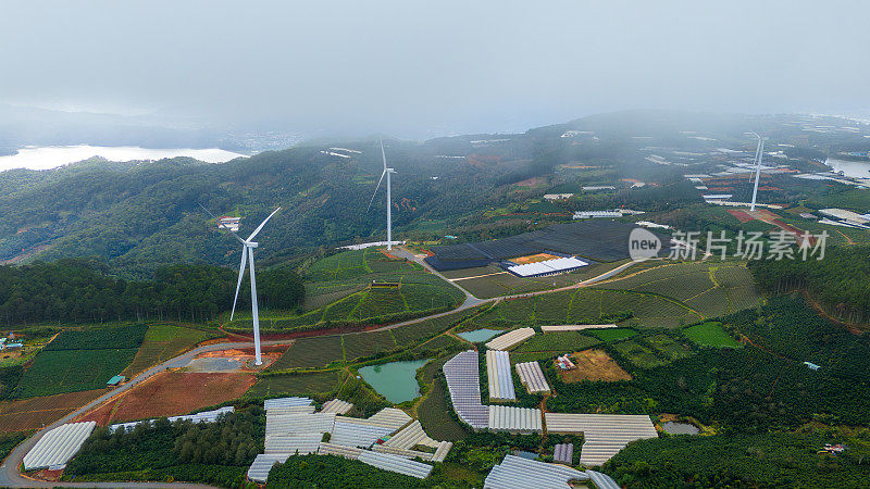 清晨美丽的风景，在大叻市，林东省。风吹茶山上，晨景山坡上茶树下