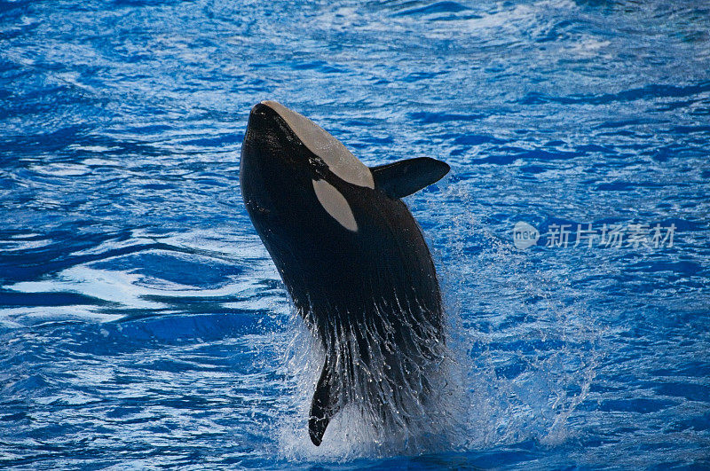虎鲸