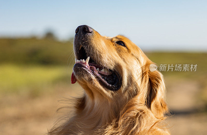 在温暖的午后阳光下，金毛猎犬在草地上散步的肖像。