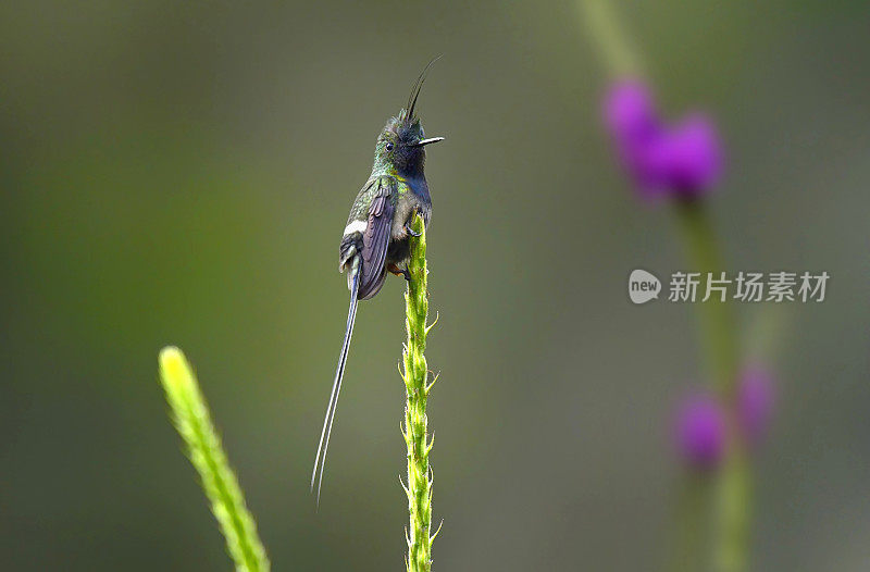 栖息在一种花枝上的铁丝冠刺尾蜂鸟