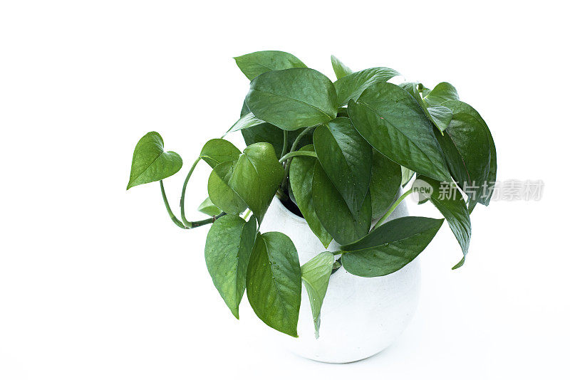 玉Pothos