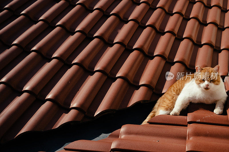 屋顶上的猫