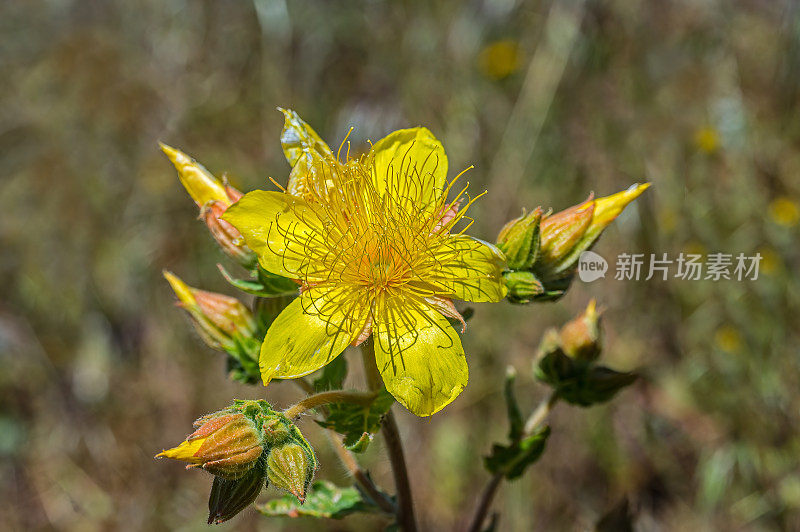 芒泽利亚·克罗亚，又名塞拉之星或藏红花之星，是加州内华达山脉山麓特有的一年生野花。红杉国家公园位于加州内华达山脉。Loasaceae