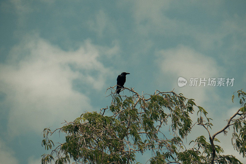 一只乌鸦栖息在树上