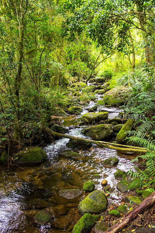 一条小溪，满是苔藓，覆盖着圆形的巨石，流经南非Magoebaskloof茂盛的森林。