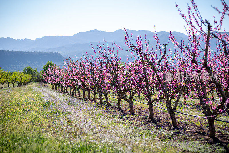 在西班牙的里贝拉德埃布罗和艾托纳，桃花和樱花盛开
